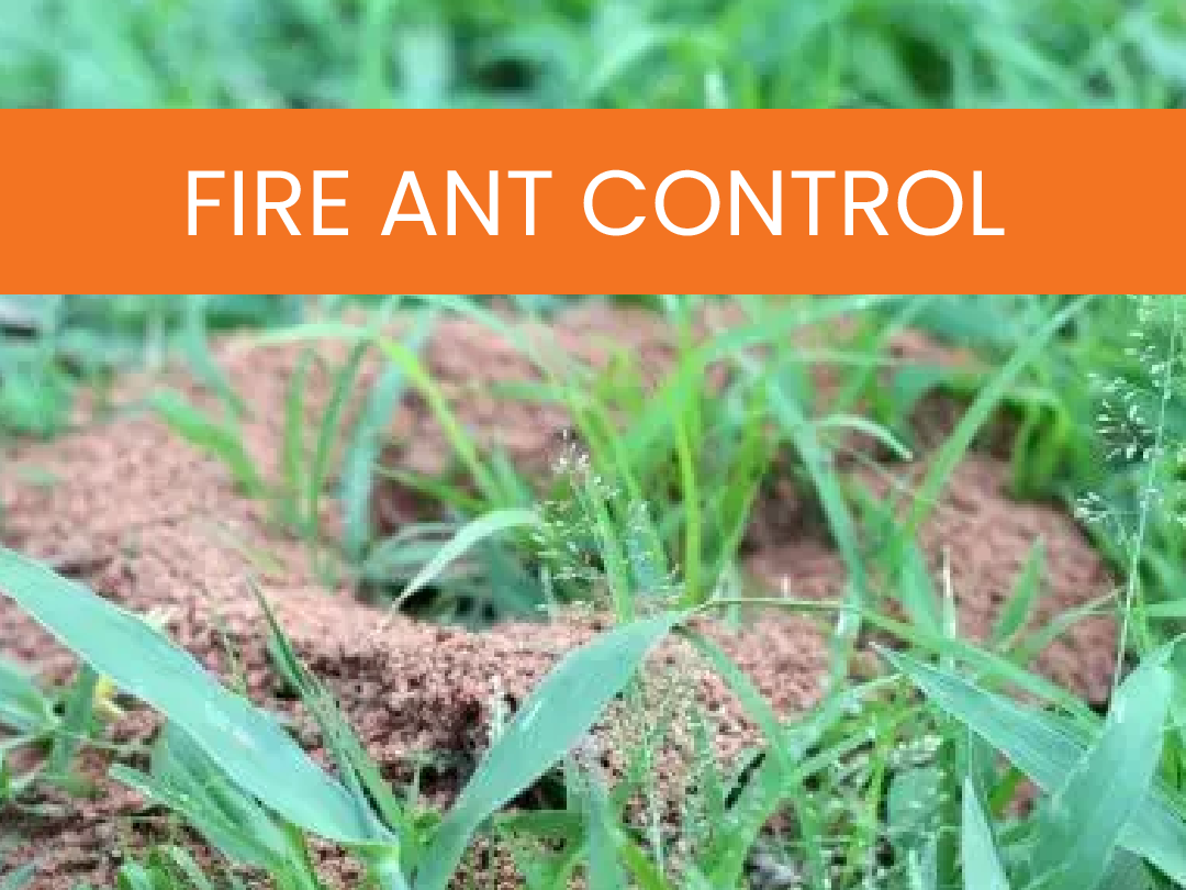 Simply-Green-Lawn-Care-Services-Fire-Ant-Control Fire Ant Control