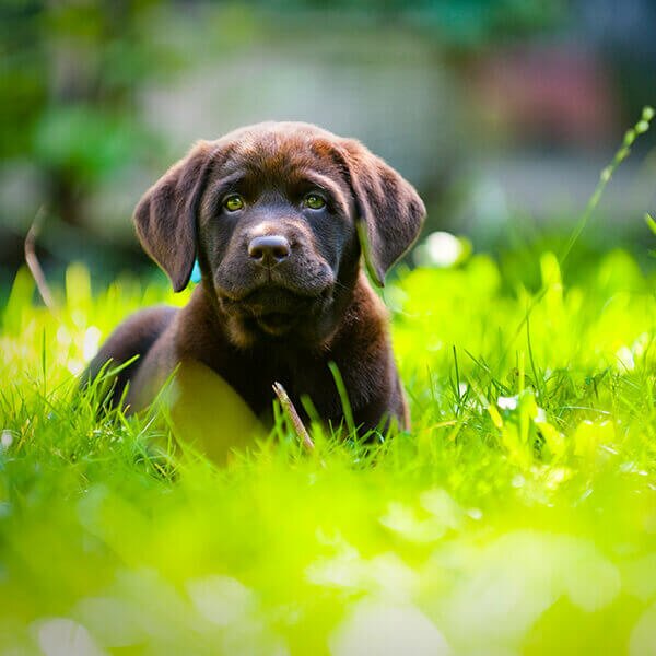 pic-1 Puppy on green lawn